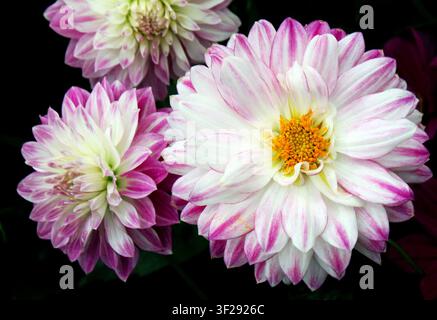Trio von rosa und weiß gestreiften Dahlien vor schwarzem Hintergrund Stockfoto