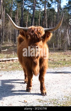 Ein majestätischer Ganzkörperbild eines roten Highland-Rinderbullen mit langen spitzen Hörnern, der an einem sonnigen Tag im Wald direkt in die Kamera blickt. Stockfoto