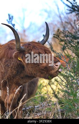 Ein majestätischer Ganzkörperbild eines roten Highland-Rinderbullen mit langen spitzen Hörnern, der an einem sonnigen Tag im Wald direkt in die Kamera blickt. Stockfoto