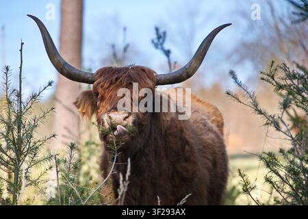 Ein majestätischer Ganzkörperbild eines roten Highland-Rinderbullen mit langen spitzen Hörnern, der an einem sonnigen Tag im Wald direkt in die Kamera blickt. Stockfoto