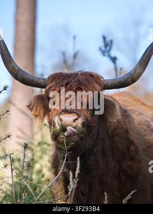 Ein majestätischer Ganzkörperbild eines roten Highland-Rinderbullen mit langen spitzen Hörnern, der an einem sonnigen Tag im Wald direkt in die Kamera blickt. Stockfoto