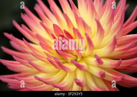 Karma Sangria Dahlie, Nahaufnahme des rosa und gelben Blütenkopfs Stockfoto