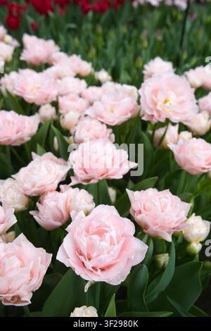 Eine detaillierte Ansicht eines dichten Tulpenfeldes mit hellen, muschelrosafarbenen, doppelten Blüten im Pfingstrosen-Stil und markanten weiß gerandeten Blütenblättern, vor einem fernen Be Stockfoto
