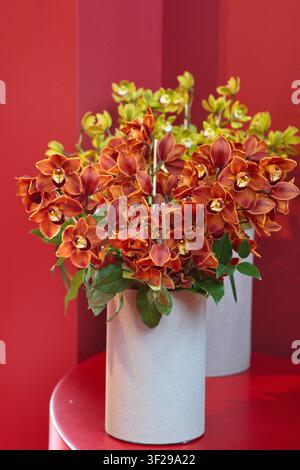 Atemberaubende Cymbidium-Orchideenarrangements in Terrakotta-Braun und Limettengrün in modernen Keramikvasen vor einem kräftigen roten Hintergrund auf einer Ausstellung. Stockfoto