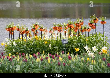 Eine wunderschöne Reihe von orangefarbenen Kaiserkronenblumen (Fritillaria imperialis) und weißen Narzissen, die entlang eines Teiches blühen, mit einem Tulpenfeld im Vor Stockfoto
