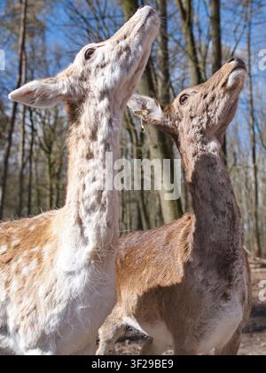 Eine detaillierte Nahaufnahme von zwei jungen Rehen, die nebeneinander stehen und ihre Hälse strecken, während sie eifrig nach oben blicken vor einem Waldhintergrund Stockfoto