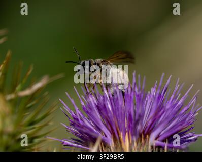 Makrofotografie einer Biene, die Nektar auf einer hellen lila Distelblüte sammelt. Eine Nahaufnahme der Tierwelt: der flauschige, pollenbedeckte Körper des Insekts und th Stockfoto