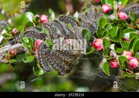Raupen der Brauntailschmetterlinge Stockfoto