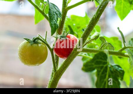 Eine Nahaufnahme von reifen roten und unreifen grünen Tomaten, die an einem Pflanzenstiel hängen, der mit frischen Wassertropfen in einem Gewächshaus bedeckt ist Stockfoto