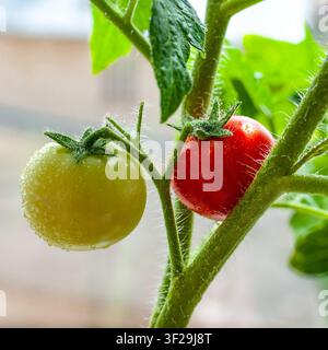 Eine Nahaufnahme von reifen roten und unreifen grünen Tomaten, die an einem Pflanzenstiel hängen, der mit frischen Wassertropfen in einem Gewächshaus bedeckt ist Stockfoto