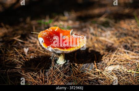 Ein roter Fliegenpilz steht auf dem Waldboden aus Kiefernnadeln, beleuchtet von einem Sonnenstrahl. Stockfoto