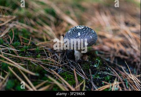 Ein dunkelbrauner Pantherkappenpilz mit weißen Flecken wächst zwischen Moos und Kiefernnadeln in einem feuchten Herbstwald Stockfoto