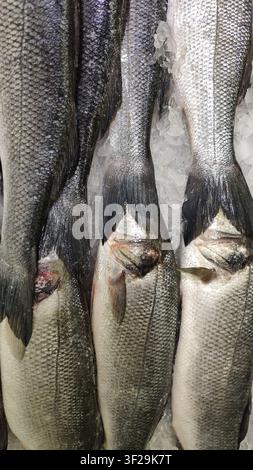 Eine Nahaufnahme von oben auf frischen rohen Wolfsbarsch, der auf zerkleinertem Eis an einem Fischmarktstand ausgelegt ist. Stockfoto