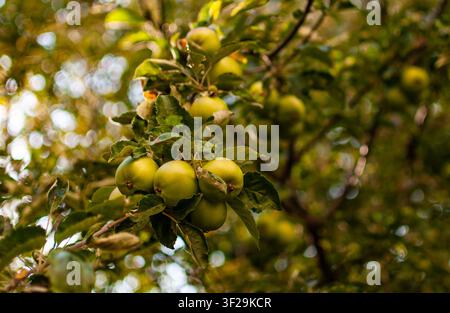 Frische grüne Äpfel reifen an einem Ast in einem Obstgarten Stockfoto