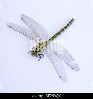Nahaufnahme einer toten Gewöhnlichen Grünlibelle (Anax junius) mit beschädigtem Flügel. Libelle. Makroaufnahme. Stockfoto