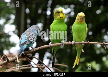 Drei Wellensittiche (Melopsittacus undulatus) sitzen auf einem Ast. Der linke Wellensittich ist hellblau mit weißen und schwarzen Mustern auf Kopf und Flügeln Stockfoto