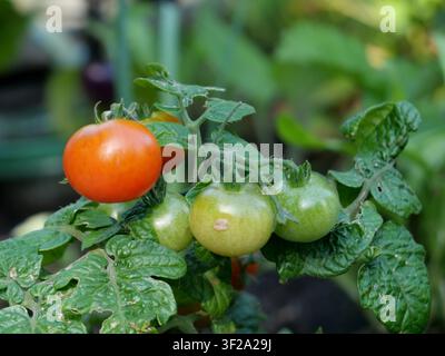 Tomaten, die an einer Ranke reifen, zeigen Stadien von Grün bis Rot. Die Pflanze hat üppige, grüne Blätter mit sichtbaren Adern. Die Tomaten sind klein und rund, Stockfoto