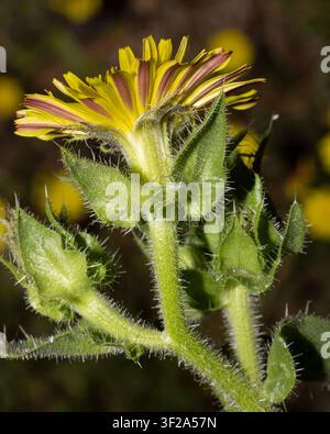 Stachelige Ochsenzunge-Blume (Helminthotheca echioides) Seitenansicht des gelben Blütenkopfes mit Detail des Kelchs, der Kelchblätter, der Hochblätter und der Unterseite der Blütenblätter Stockfoto