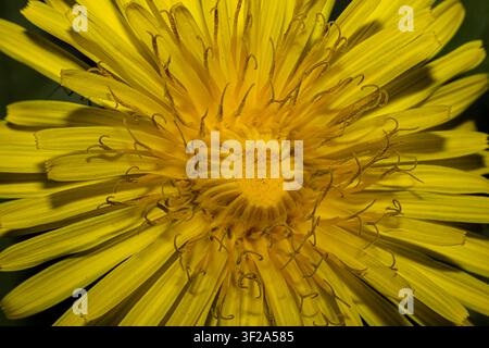 Gelbe Löwenzahnblüte (Taraxicum officinale) Makro, das Staubfäden, Antheren und Narben zeigt, Bild füllend, ganzes Bild Stockfoto