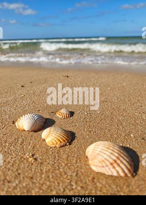 Muschelschalen an einem sandigen Atlantikhafen mit sanften Wellen unter einem blauen Himmel, Algarve, Portugal. Stockfoto