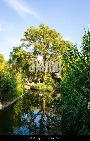 Eine ruhige Parkszene mit einem großen Baum, der sich in einem ruhigen Teich spiegelt, umgeben von üppiger Vegetation. Stockfoto