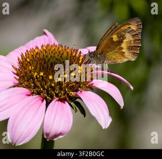 Türhüterfalter auf einer Echinacea-purpurea-Blüte Stockfoto