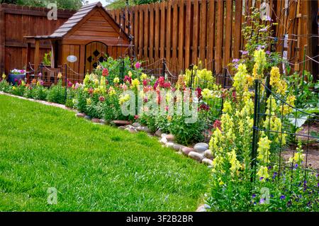 Schnabelblumen säen sich leicht neu und werden mit den Jahren üppiger und bilden eine sehr farbenfrohe Grenze oder ein Blumenbeet. Stockfoto