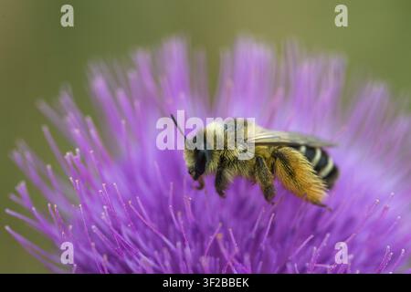 Apidae, Bienen, Braunnacken-Hosenbiene, Dasypoda altercator, Dasypoda hirtipes, Dasypoda plumipes, Dunkelrand-Hosenbiene, Hymenoptera, Hosenbiene Stockfoto