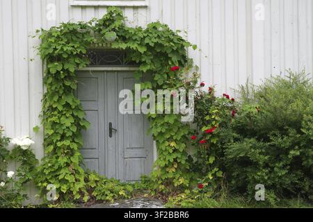 Eine hölzerne Tür, eingerahmt von Efeu mit Blüten, an einem alten, weißen Holzhaus, Eikesdalen. Aursjoevegen, More og Romsdal, Norwegen Stockfoto