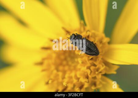 Anthaxia quadripunctata, Buprestidae, Kiefernborkenkäfer, metallischer Holzbohrer, prächtiger Käfer, vierpunktiger Kiefernborkenkäfer, Käfer, Coleoptera, Insekt Stockfoto