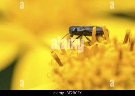 Anthaxia quadripunctata, Buprestidae, Kiefernborkenkäfer, metallischer Holzbohrer, prächtiger Käfer, vierpunktiger Kiefernborkenkäfer, Käfer, Coleoptera, Insekt Stockfoto