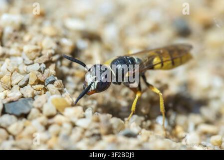 Beewolf, Europäischer Beewolf, Hymenoptera, Philanthus Triangulum, Spheciformes, Bienenfressende Wespe, Beewolf, Grabwespen, Insekten, Der Bienenfressende Philanthus Stockfoto