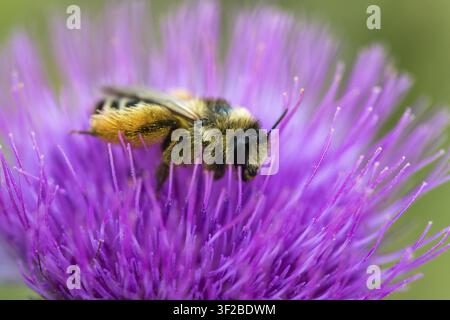 Apidae, Bienen, Braunnacken-Hosenbiene, Dasypoda altercator, Dasypoda hirtipes, Dasypoda plumipes, Dunkelrand-Hosenbiene, Hymenoptera, Hosenbiene Stockfoto