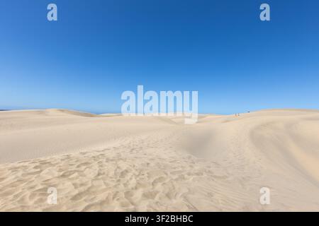 Windgeformte Sanddünen ziehen sich über das Naturschutzgebiet Maspalomas-Dünen auf Gran Canaria, Kanarische Inseln, unter einem klaren blauen Himmel. Stockfoto
