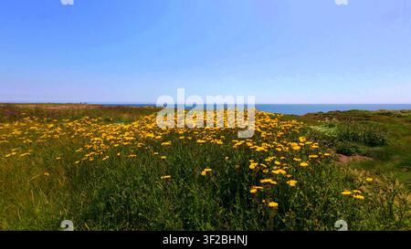 Ein lebendiges Feld mit hellgelben Wildblumen, die auf den grasbewachsenen Klippen über dem blauen Ozean bei Hook Head, Wexford, Irland blühen. Stockfoto
