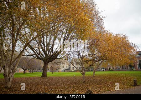 Herbst am Exeter Quay Devon England UK Europa Stockfoto