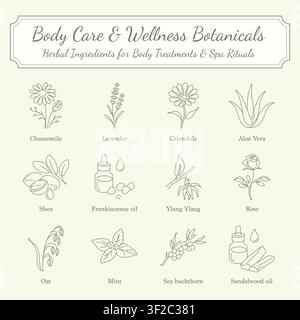 Botanische Wellness- und Körperpflege-Kräuter-Inhaltsstoff-Linienkunst-Ikonen-Set Stock Vektor