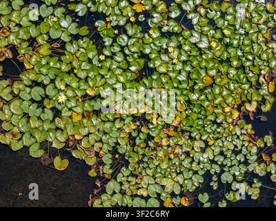 Luftaufnahme einer Teichoberfläche, die mit lebendigen grünen Seerosenblättern und kleinen gelben Blüten bedeckt ist, die auf dunklem Wasser in Portugal schweben. Stockfoto