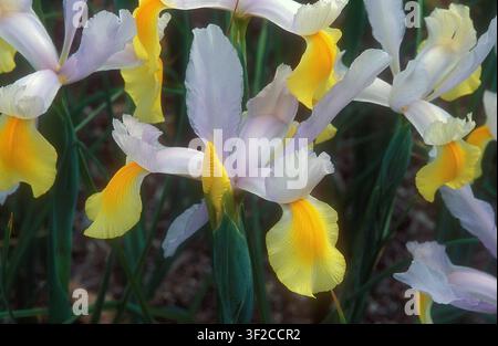 NAHE AUFNAHME VON GELBER UND WEIßER NIEDERLÄNDISCHER SCHWERTLILIE (IRIS HOLLANDICA) 'GELB UND WEIß' Stockfoto