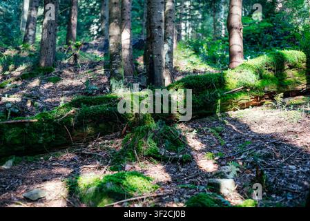 Sonnenbeleuchteter Wald mit einem umgestürzten Baumstamm, der mit lebendigem grünen Moos bedeckt ist und von hohen Nadelbäumen umgeben ist. Friedliche Waldlandschaft, die natürliche Zersetzung, Biodiversität und die Schönheit eines unberührten temperierten Waldökosystems zeigt. Stockfoto