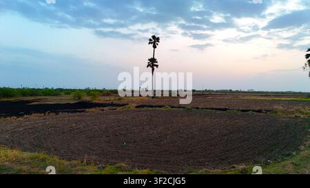 Luftbild von trockener landwirtschaftlicher Ackerfläche mit Palmen unter dramatischem Abendhimmel im ländlichen Indien Stockfoto