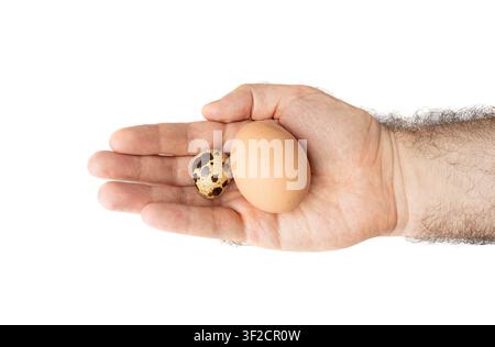 Wachtel-Eier, kleine und große Diät-Eier in der Hand, gesundes Frühstück, natürliche organische Ernährung, Salat-Zutat gesprenkelte Wachtel-Eier Stockfoto