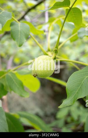 Waldfrucht, die an einem Baum wächst, Gartenarbeit. Stockfoto