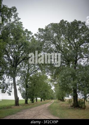 Eine Landstraße zwischen Weizenfeldern, gesäumt von einer Reihe hoher Bäume. Stockfoto