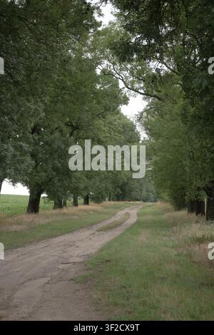 Eine Landstraße zwischen Weizenfeldern, gesäumt von einer Reihe hoher Bäume. Stockfoto