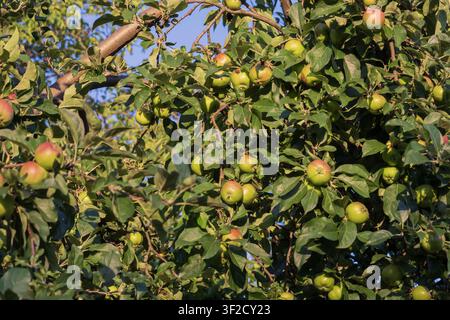 Junge grüne Äpfel, die sich an Baumästen vor der Ernte entwickeln. Sommerobstgarten, Obstbau, Gartenbau und landwirtschaftliche Produktion. Stockfoto