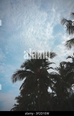 Sonnige Kokospalmen im tropischen Paradies. Schöne Palmen-Silhouetten und üppige Grünpflanzen schaffen eine entspannende Inselatmosphäre. Stockfoto