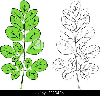 Illustration Moringa-Zweig-Illustrationen, sauberes Vektorset ideal für Verpackungen, Etiketten und Produktdesign, Vektorillustration von Moringa-Blättern Stock Vektor