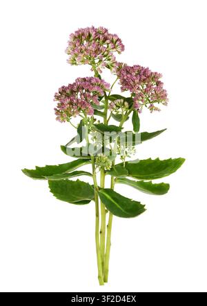 Kleiner Strauß rosa Blumen und grüner Blätter von Hylotelephium telephium isoliert auf Weiß Stockfoto