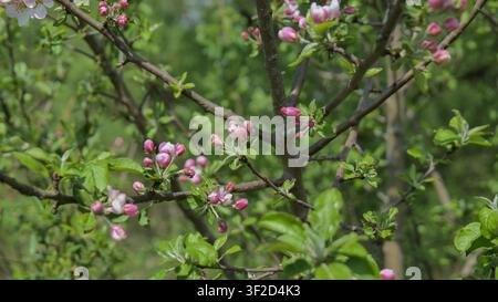 Blühende Apfelblüten im Frühlingsgarten Stockfoto